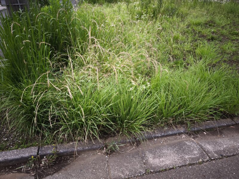 イネ科のアレルギーのアイキャッチ画像